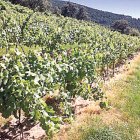Vinyes de Casa Auvinyà.