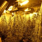 La plantació de marihuana desmantellada a Ribera d'Urgellet