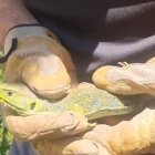 Els banders tornant el llangardaix ocel·lat al medi natural