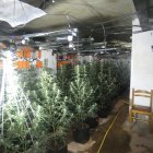 L’interior de la plantació.
