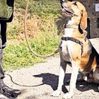 Un voluntari passeja un  gos de la gossera.