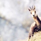 Un isard a la muntanya.