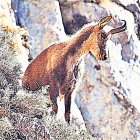 Un isard a la muntanya.