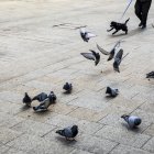 Coloms en un carrer de la capital.