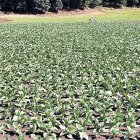 Tabac abans de ser recollit.