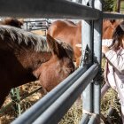 Inauguració de la Pitavola de la Massana