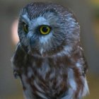 El mussol pirinenc, una de les espècies protegides