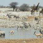 Animals al Parc Nacional d'Etosha.