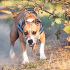 Un gos de raça potencialment perillosa deslligat.