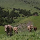 Vaques a la coma de Setúria.