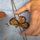 Una papallona torna a volar despres d'un transplant