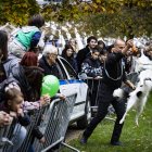 Gossos dels cossos especials durant l’exhibició.