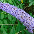 Els grups taxonòmics més freqüents són les plantes vasculars, seguides pels insectes.