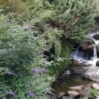 Una espècie al·lòctona a la vora del riu a Sant Julià.