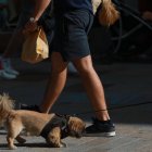 Un gos en un carrer d’Andorra.