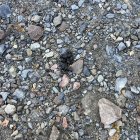 Un dels ‘regals’ que els propietaris han deixat a la plaça.