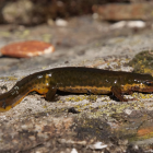 Un exemplar de tritó palmat.