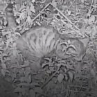 Els banders capten una cria de gat fer a Andorra