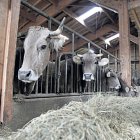 Explotació ramadera bovina.