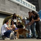 Teràpia assistida amb gossos al Vall d’Hebron.