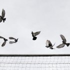 Un banc de coloms al Prat del Roure