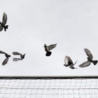 Coloms al Parc Central.