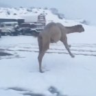 La reacció d'un camell al conèixer la neu per primer cop