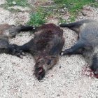 Senglars caçats en una batuda.