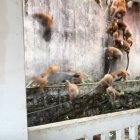 Els micos baixant en estampida en un parc del sud-est asiàtic