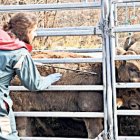 Un veterinari del ministeri administra un vaccí a una vaca.