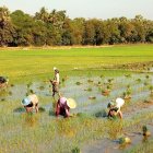 El conreu de l’arròs a Hpa-An és fonamental per a la subsistència de moltes famílies.