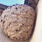 Un niu de vespa asiàtica.