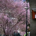 Una caixa-niu d'ocells a Andorra la Vella fetes per alumnes de les escoles de la parròquia.