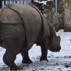Un cérvol de 17 kg planta cara a un rinoceront a Polònia.
