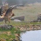 Una àguila imperial ibèrica s'enfronta a una guineu.