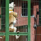 Un gos de raça potencialment perillosa