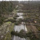 Els arbres caiguts en una carretera de Portugal a causa del temporal Kristin.