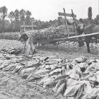 Collita de tabac a Andorra als anys cinquanta del segle XX.