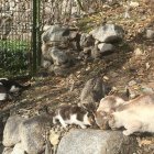 Una colònia de gats que s’alimenten al carrer.