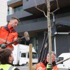 Operaris d'Escaldes plantant un dels 63 arbres.