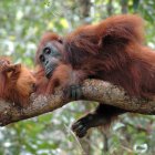 El parc nacional Tanjung Puting és el millor lloc del món per veure orangutans en el seu hàbitat natural.