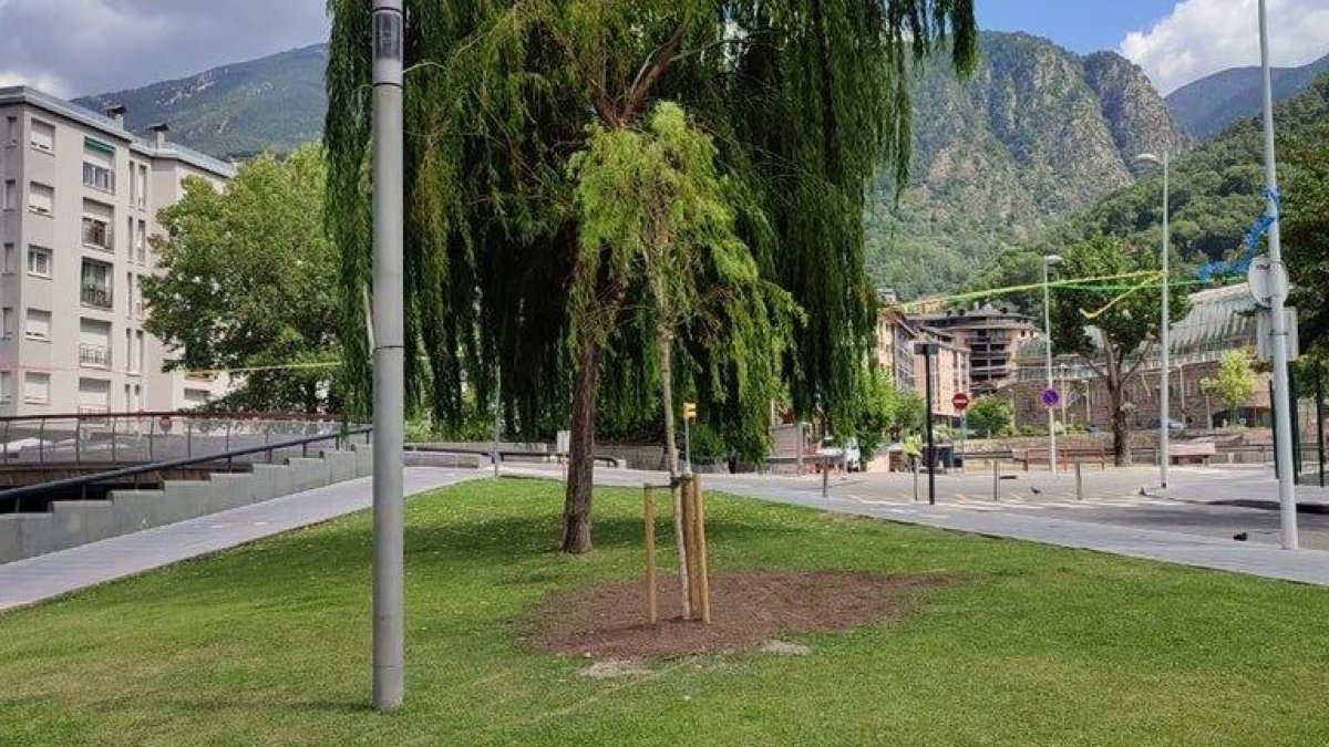 El nou salze del parc de la Mola