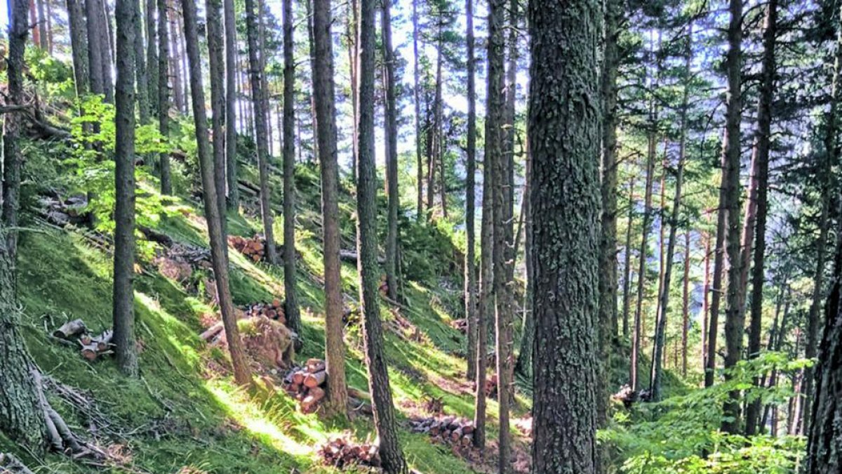 Fusta tallada i trossejada al coll de les Cases.
