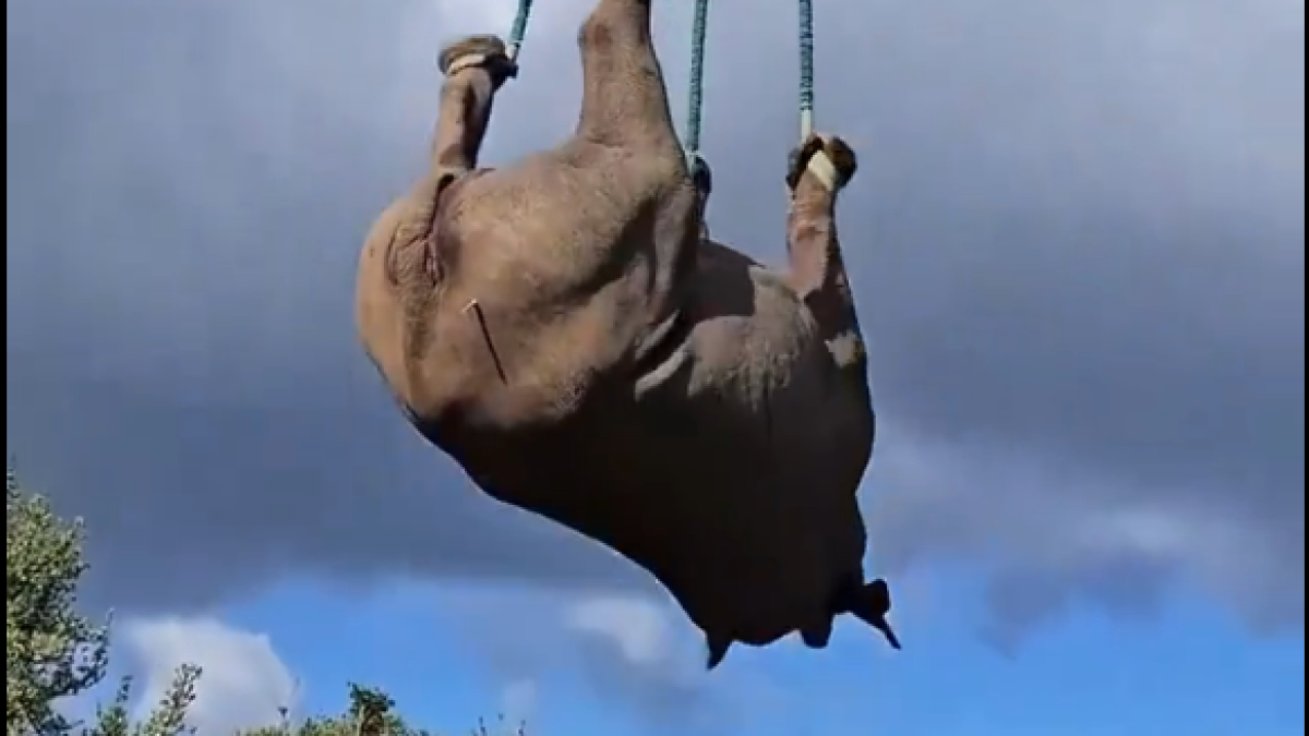 Un rinoceró sent transportat