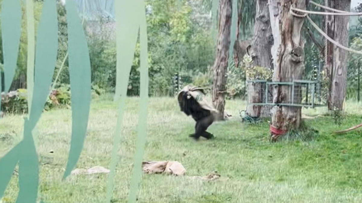 Dos goril·les es refugien de la pluja al zoo de Londres
