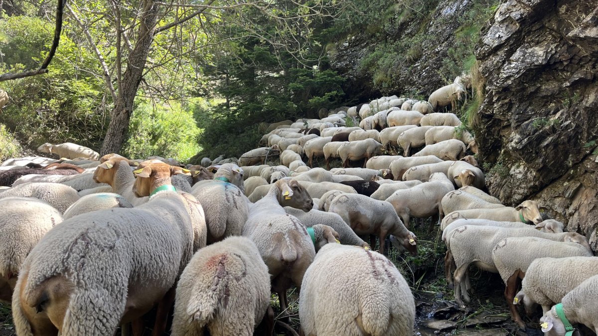 Les ovelles provinents de la Seu ja han entrat al Principat