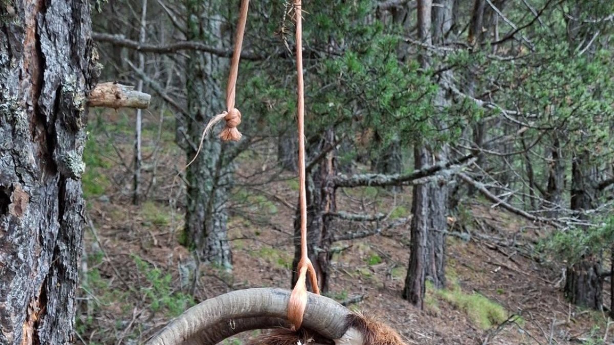 El cap de l'animal mort penjant