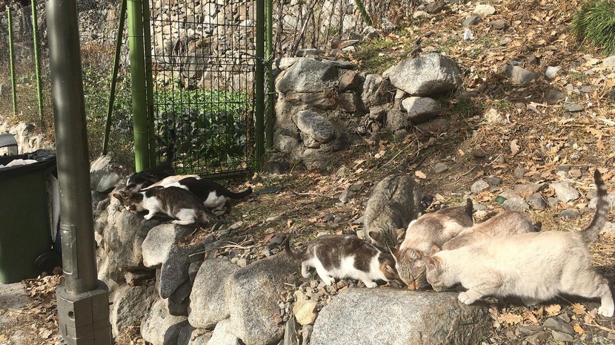 Una colònia de gats s'alimenten al carrer.