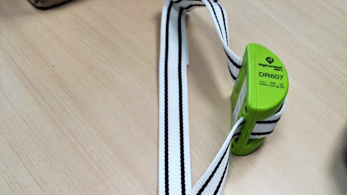 El collar amb GPS pel bestiar entregat als ramaders per part del Govern.