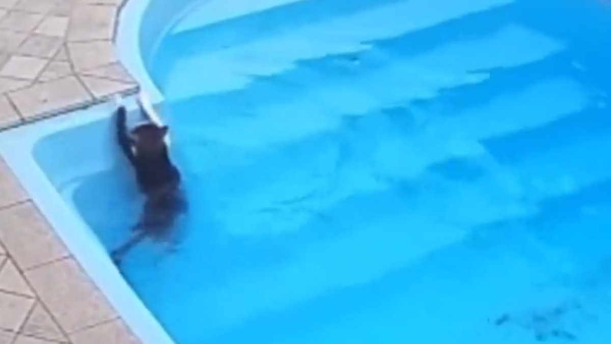 Gat descobreix que sap nedar després de caure a la piscina.